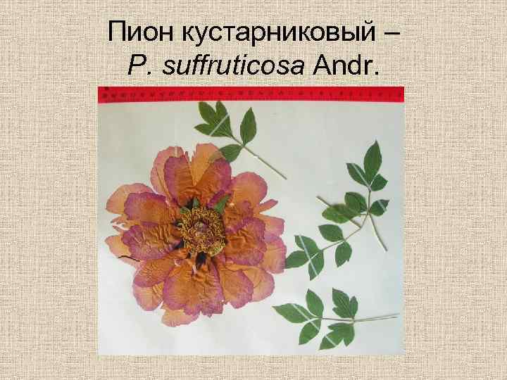 Пион кустарниковый – P. suffruticosa Andr. 
