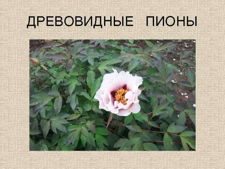 ДРЕВОВИДНЫЕ ПИОНЫ 