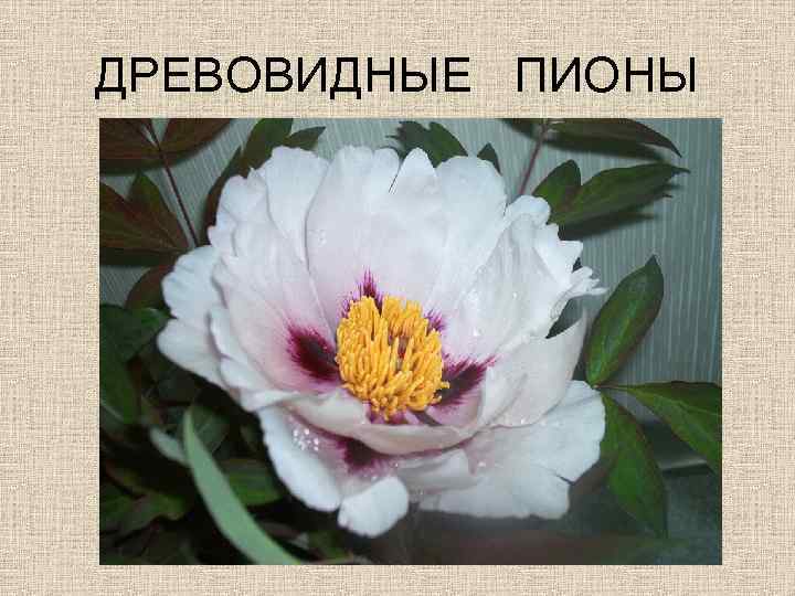 ДРЕВОВИДНЫЕ ПИОНЫ 