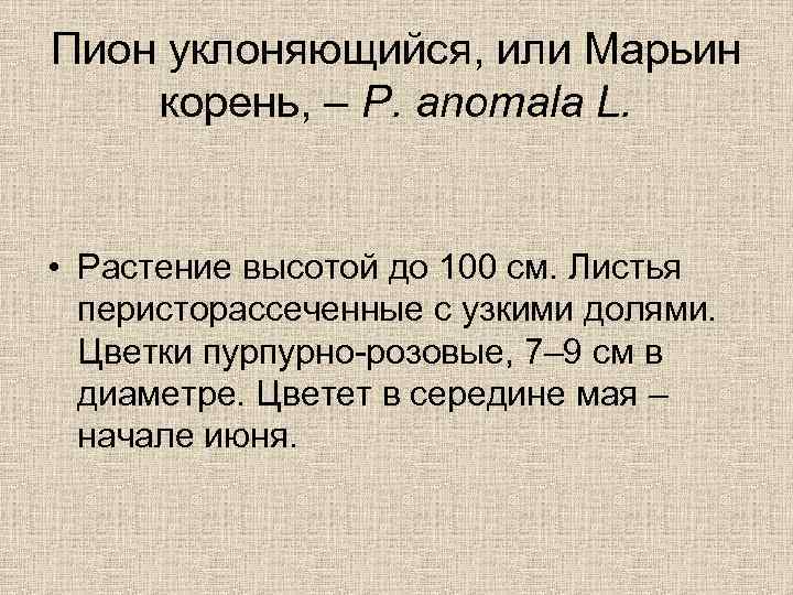 Пион уклоняющийся, или Марьин корень, – P. anomala L. • Растение высотой до 100