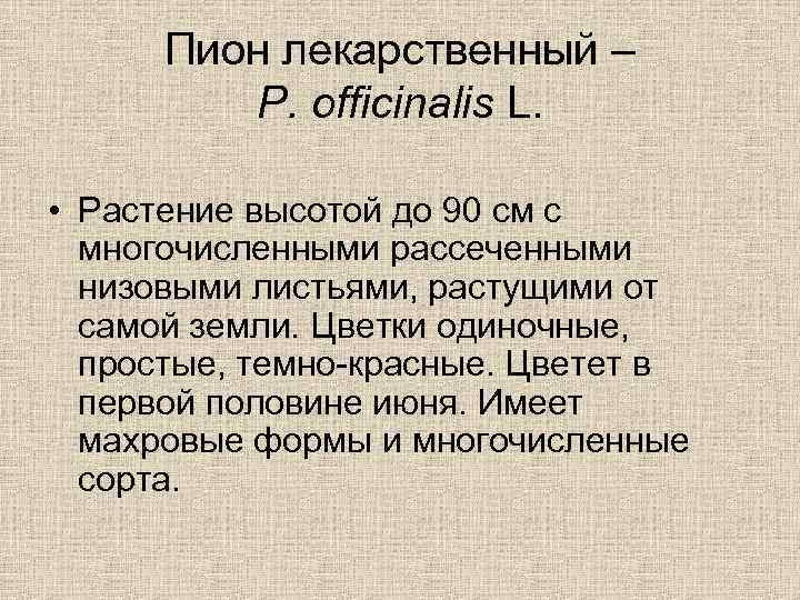 Пион лекарственный – P. officinalis L. • Растение высотой до 90 см с многочисленными