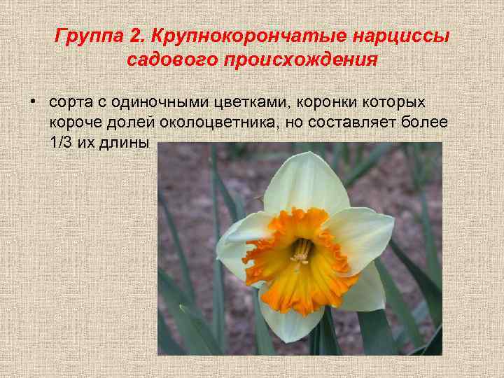 Группа 2. Крупнокорончатые нарциссы садового происхождения • сорта с одиночными цветками, коронки которых короче