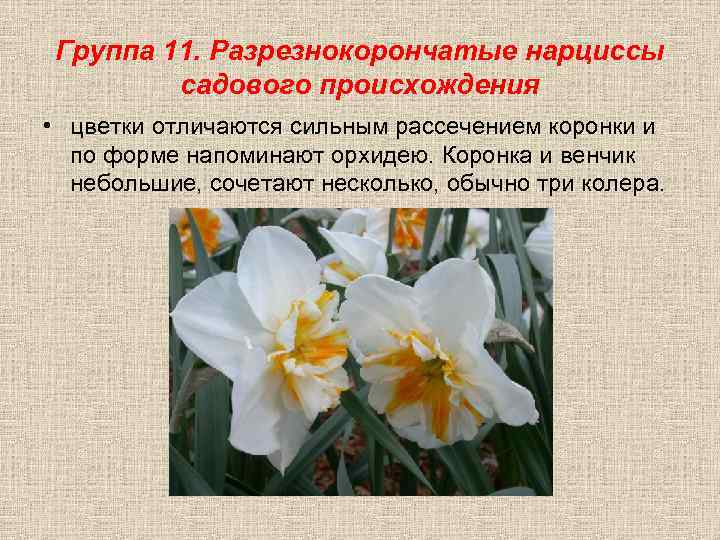 Группа 11. Разрезнокорончатые нарциссы садового происхождения • цветки отличаются сильным рассечением коронки и по