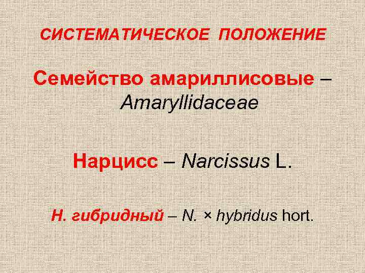 СИСТЕМАТИЧЕСКОЕ ПОЛОЖЕНИЕ Семейство амариллисовые – Amaryllidaceae Нарцисс – Narcissus L. Н. гибридный – N.