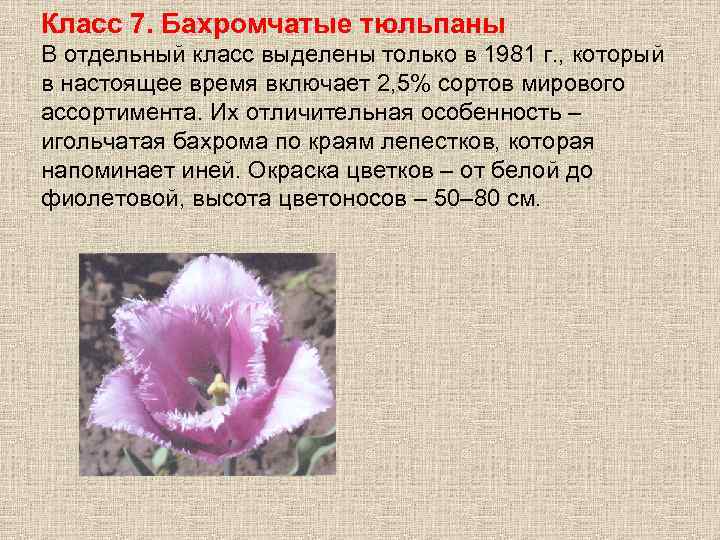 Класс 7. Бахромчатые тюльпаны В отдельный класс выделены только в 1981 г. , который