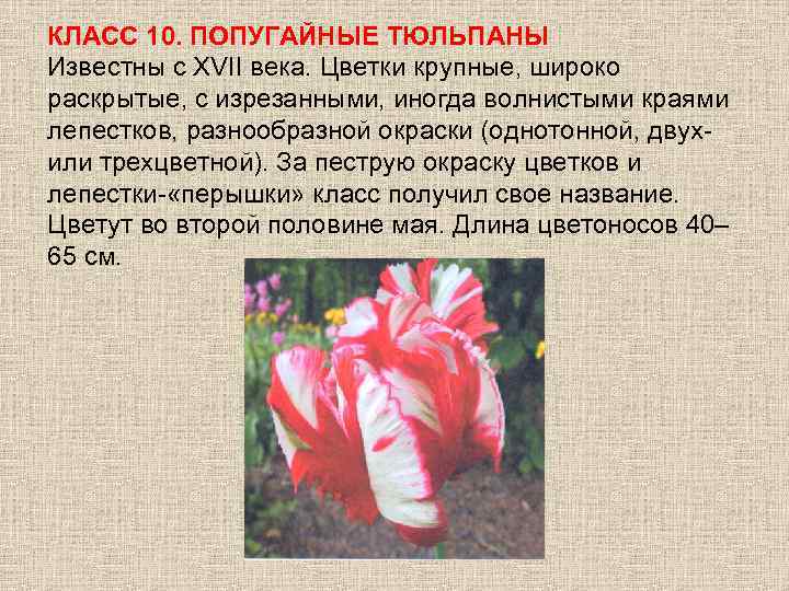 КЛАСС 10. ПОПУГАЙНЫЕ ТЮЛЬПАНЫ Известны с ХVII века. Цветки крупные, широко раскрытые, с изрезанными,