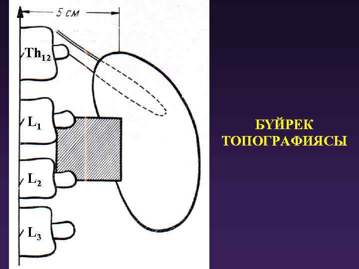 Th 12 L 1 L 2 L 3 БҮЙРЕК ТОПОГРАФИЯСЫ 