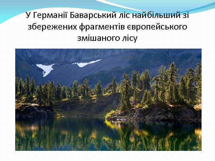 У Германії Баварський ліс найбільший зі збережених фрагментів європейського змішаного лісу 