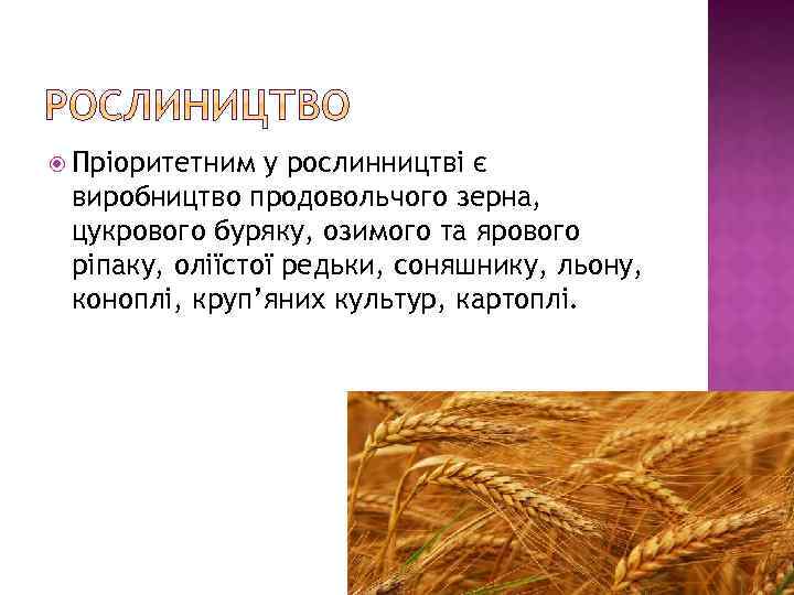  Пріоритетним у рослинництві є виробництво продовольчого зерна, цукрового буряку, озимого та ярового ріпаку,