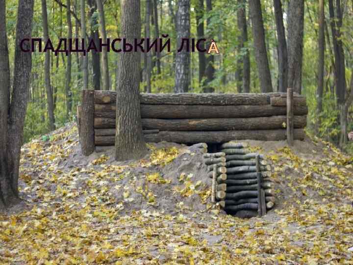 СПАДЩАНСЬКИЙ ЛІС 