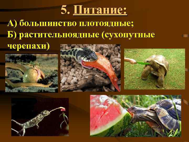5. Питание: А) большинство плотоядные; Б) растительноядные (сухопутные черепахи) 