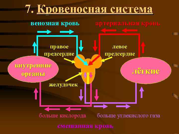 7. Кровеносная система венозная кровь правое предсердие артериальная кровь левое предсердие внутренние органы лёгкие
