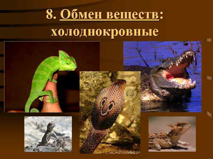 8. Обмен веществ: холоднокровные 