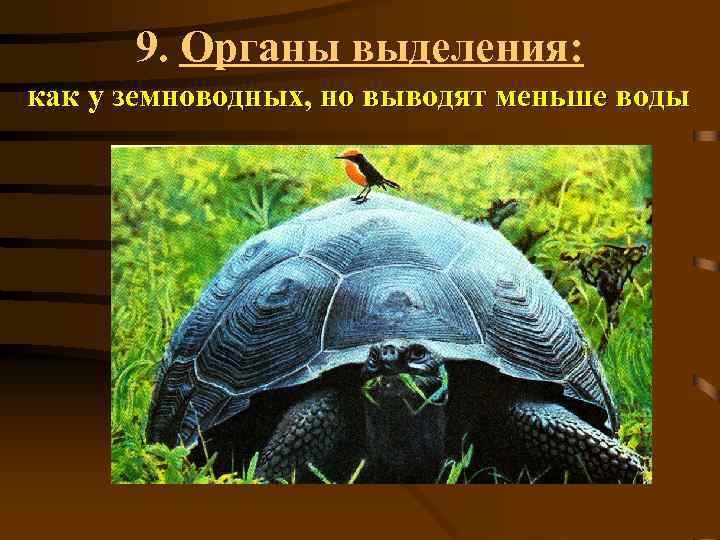 9. Органы выделения: как у земноводных, но выводят меньше воды 
