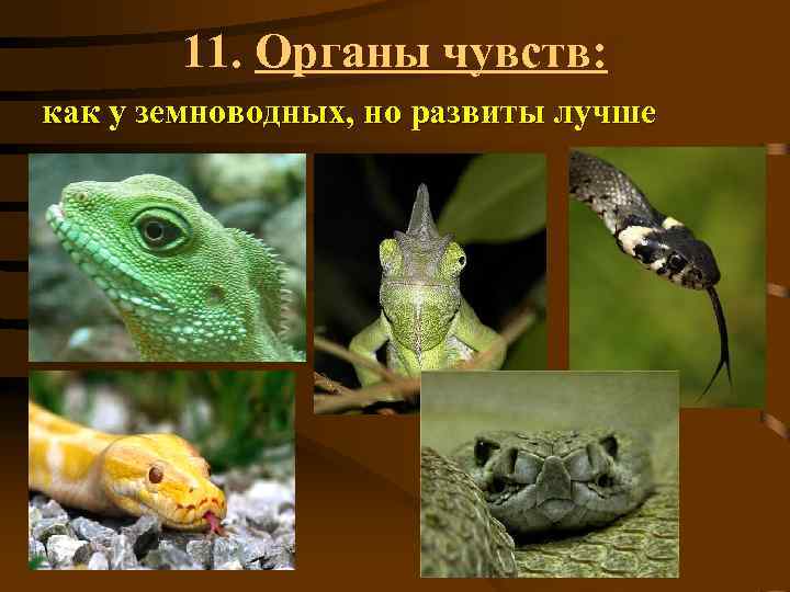 11. Органы чувств: как у земноводных, но развиты лучше 