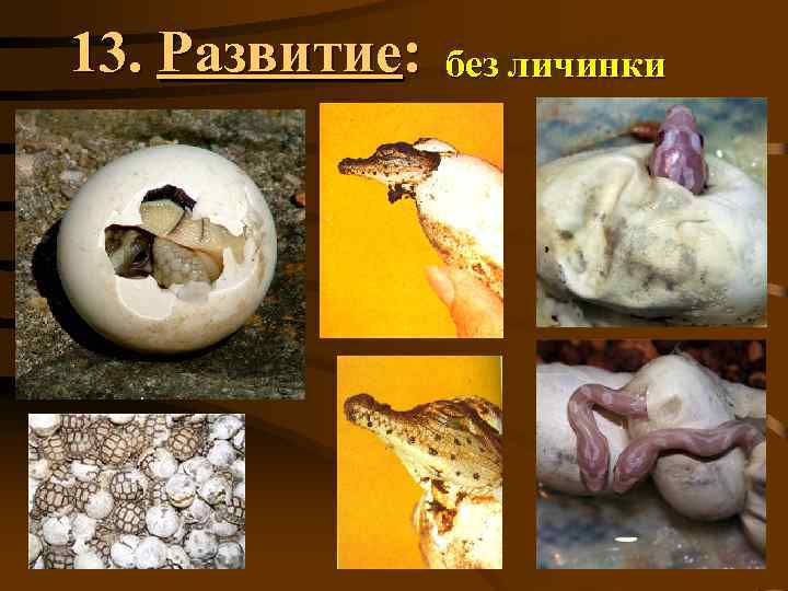 13. Развитие: без личинки 