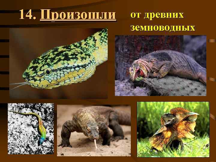 14. Произошли от древних земноводных 