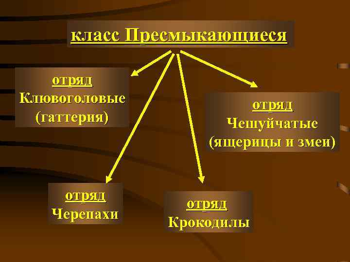 класс Пресмыкающиеся отряд Клювоголовые (гаттерия) отряд Черепахи отряд Чешуйчатые (ящерицы и змеи) отряд Крокодилы