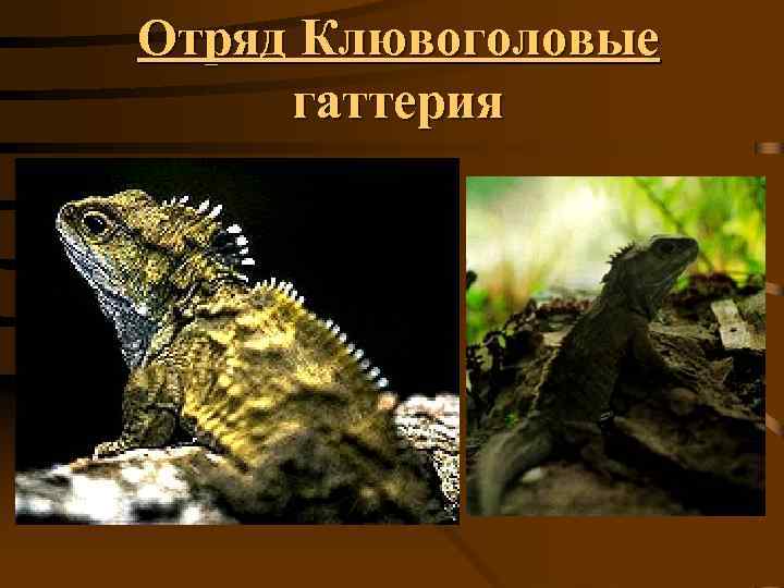 Отряд Клювоголовые гаттерия 