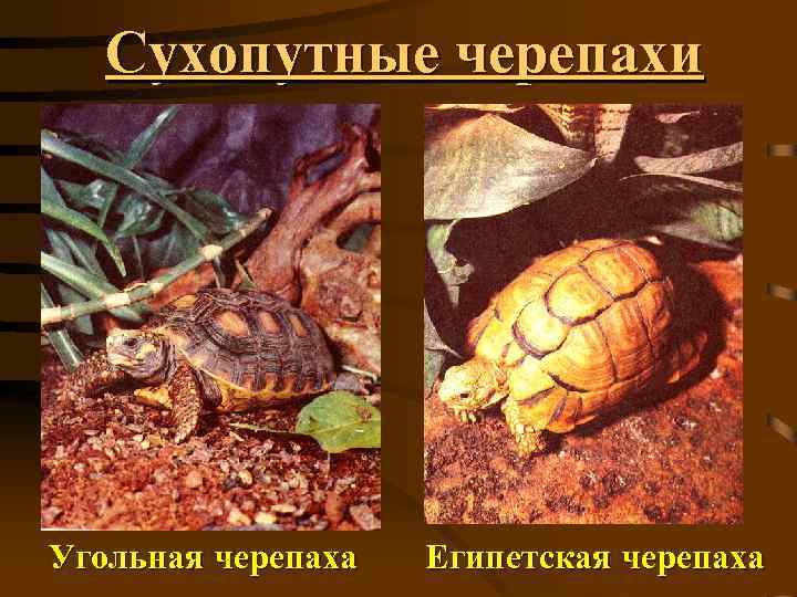 Сухопутные черепахи Угольная черепаха Египетская черепаха 