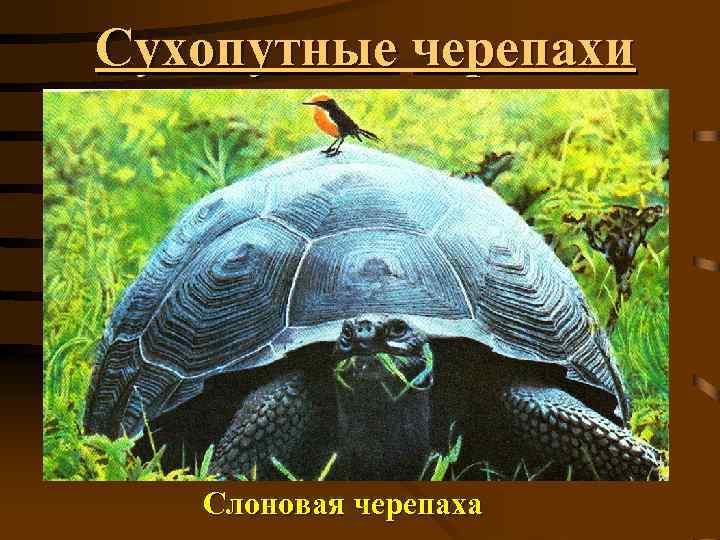 Сухопутные черепахи Слоновая черепаха 