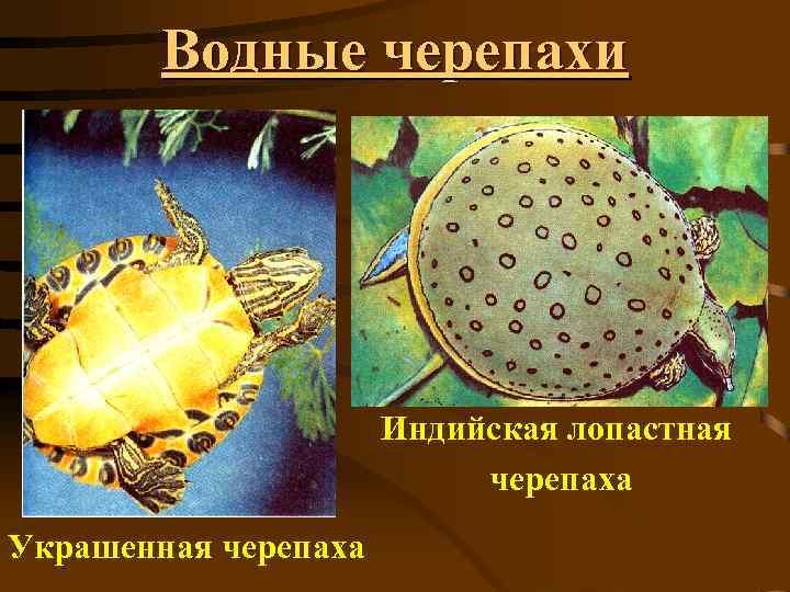 Водные черепахи Б. Индийская лопастная черепаха Украшенная черепаха 