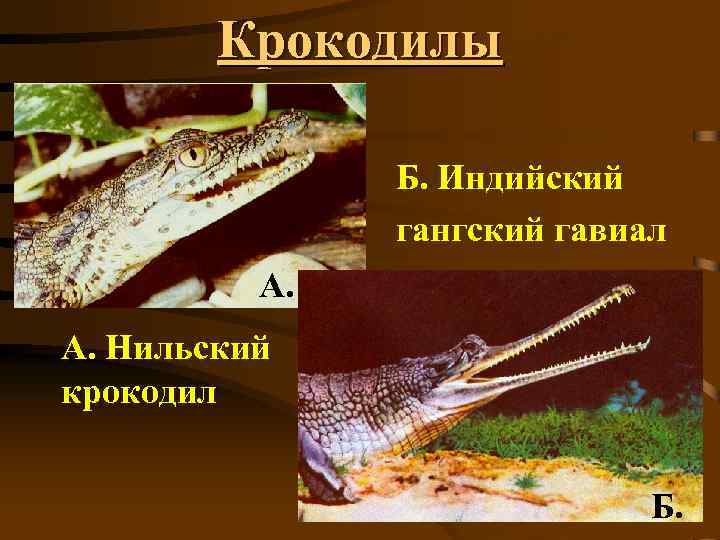 Крокодилы Б. Индийский гангский гавиал А. А. Нильский крокодил Б. 