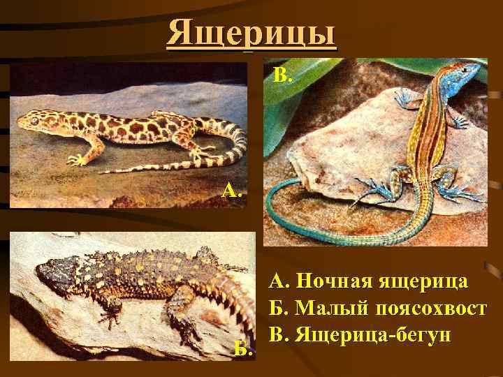 Ящерицы В. А. Б. А. Ночная ящерица Б. Малый поясохвост В. Ящерица-бегун 