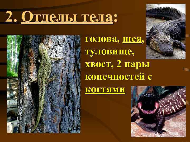 2. Отделы тела: голова, шея, туловище, хвост, 2 пары конечностей с когтями 