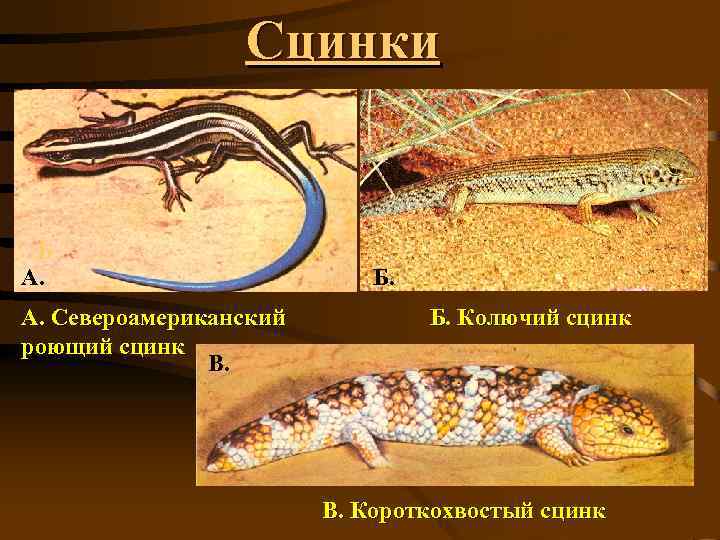 Сцинки Б А. А. Североамериканский роющий сцинк В. Б. Б. Колючий сцинк В. Короткохвостый