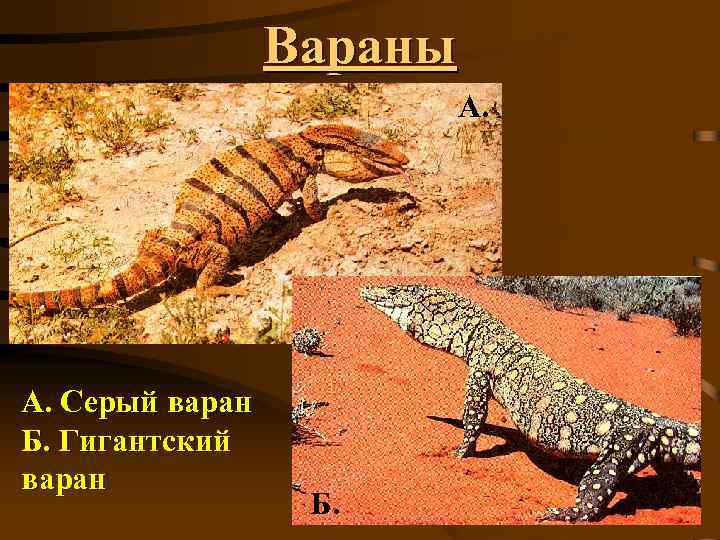 Вараны А. Серый варан Б. Гигантский варан Б. 