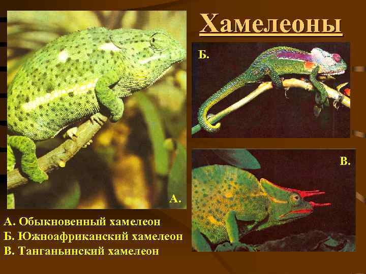 Хамелеоны Б. В. А. А. Обыкновенный хамелеон Б. Южноафриканский хамелеон В. Танганьинский хамелеон 