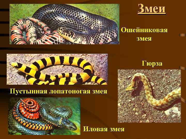 Змеи Ошейниковая змея Гюрза Пустынная лопатоногая змея Иловая змея 