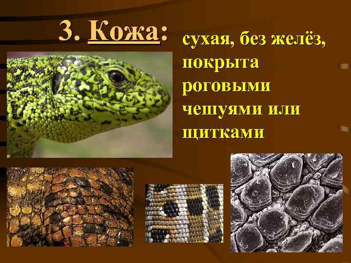 3. Кожа: сухая, без желёз, покрыта роговыми чешуями или щитками 