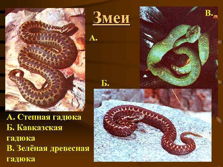 Змеи А. Б. А. Степная гадюка Б. Кавказская гадюка В. Зелёная древесная гадюка В.