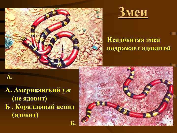 Змеи Неядовитая змея подражает ядовитой А. Американский уж (не ядовит) Б. Коралловый аспид (ядовит)