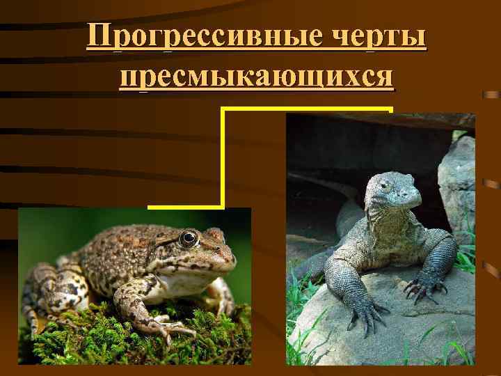 Прогрессивные черты пресмыкающихся 