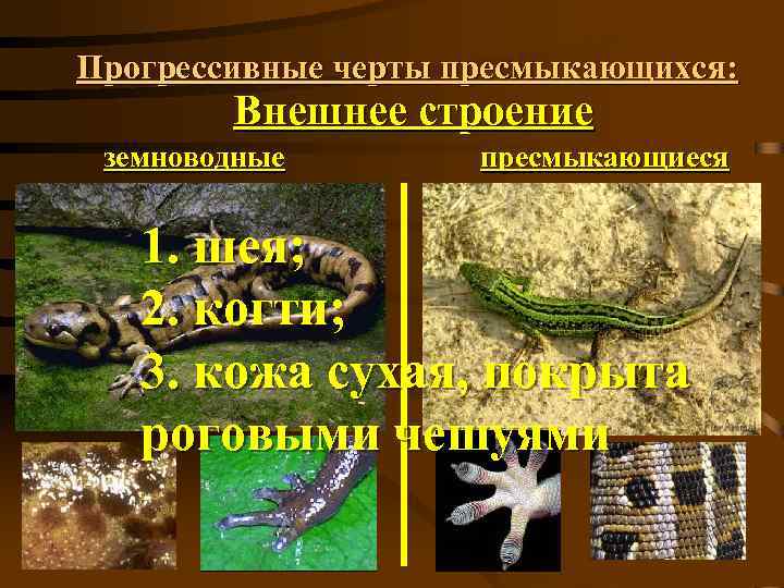 Прогрессивные черты пресмыкающихся: Внешнее строение земноводные пресмыкающиеся 1. шея; 2. когти; 3. кожа сухая,