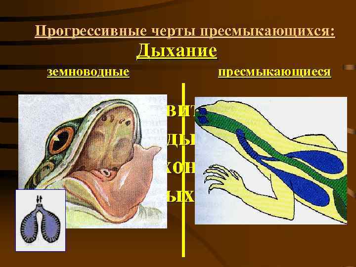 Прогрессивные черты пресмыкающихся: Дыхание земноводные пресмыкающиеся 6. лёгкие развиты лучше, нет кожного дыхания; 7.