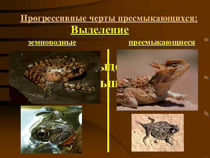 Прогрессивные черты пресмыкающихся: Выделение земноводные пресмыкающиеся 11. органы выделения выводят меньше воды 