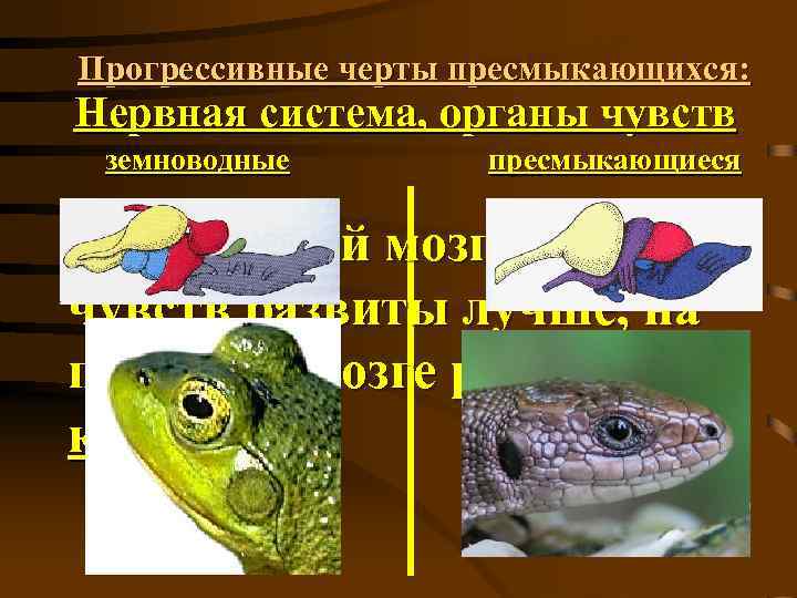 Прогрессивные черты пресмыкающихся: Нервная система, органы чувств земноводные пресмыкающиеся 12. головной мозг и органы