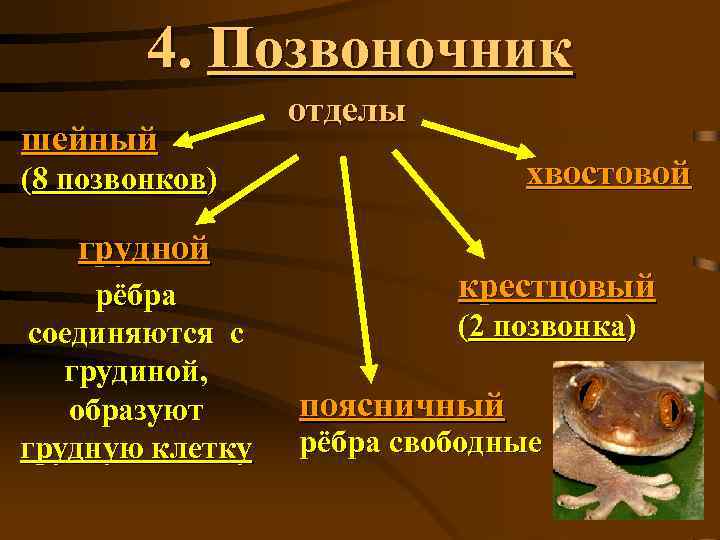 4. Позвоночник шейный отделы хвостовой (8 позвонков) грудной рёбра соединяются с грудиной, образуют грудную