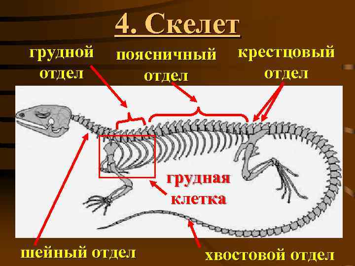 4. Скелет грудной отдел поясничный отдел крестцовый отдел грудная клетка шейный отдел хвостовой отдел