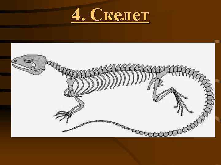 4. Скелет 