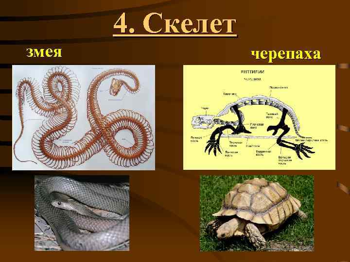 4. Скелет змея черепаха 