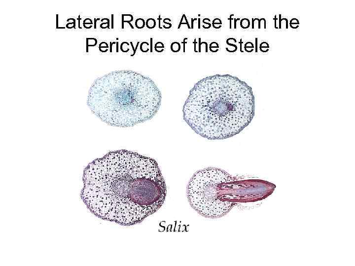 Lateral Roots Arise from the Pericycle of the Stele 