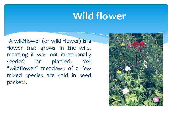 Wild flower A wildflower (or wild flower) is a flower that grows in the