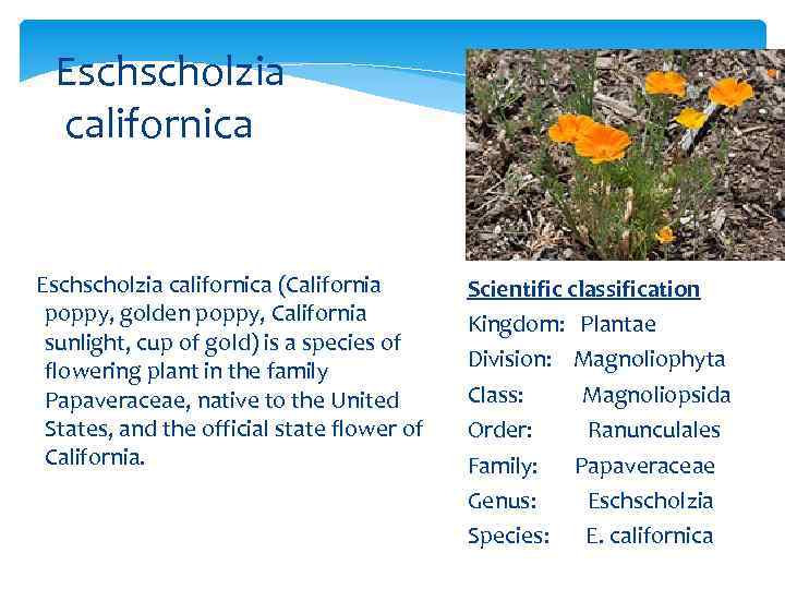 Eschscholzia californica (California poppy, golden poppy, California sunlight, cup of gold) is a species
