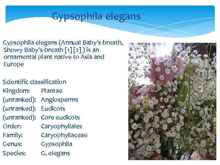 Gypsophila elegans (Annual Baby's-breath, Showy Baby's-breath [1] [2] ) is an ornamental plant native