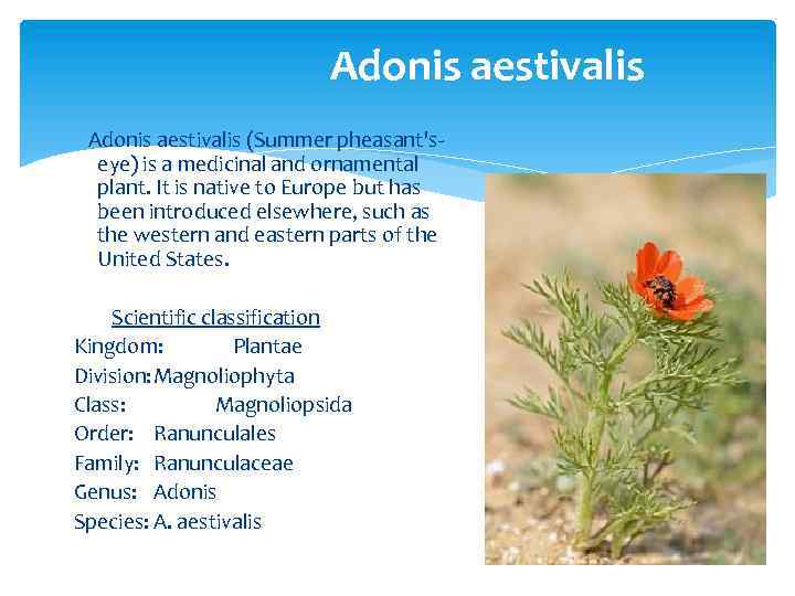 Adonis aestivalis (Summer pheasant'seye) is a medicinal and ornamental plant. It is native to